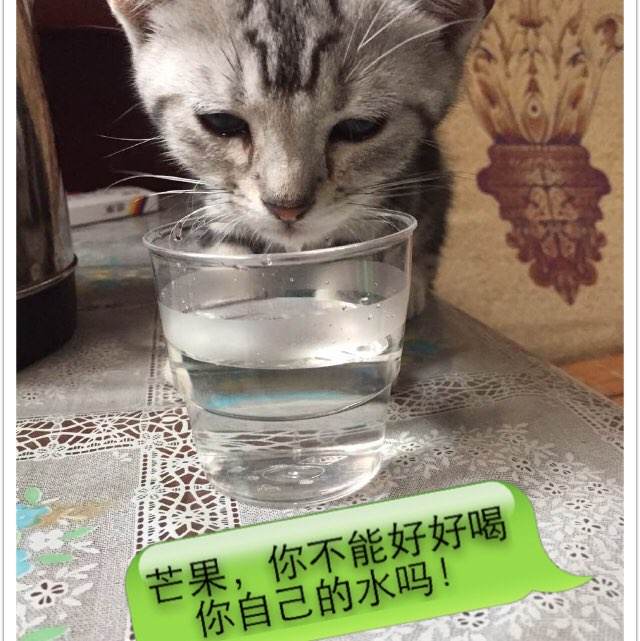 北极光学院文凭办理